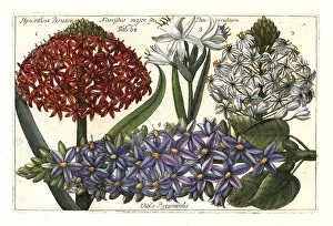 Pyramidal: Portuguese squill, sea daffodil and pyramidal bugle