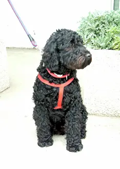 Philip Talmage: Portuguese water dog
