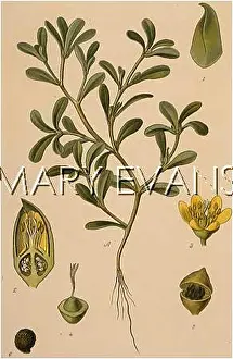 Oleracea: PORTULACA OLERACEA