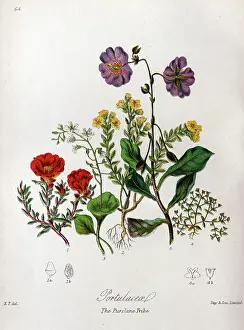Purslane: Portulaceae - Purslane