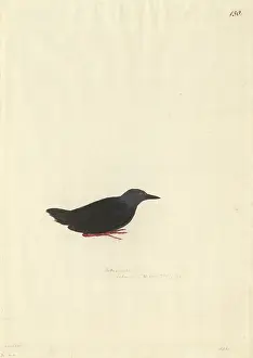Gruiformes: Porzana tabuensis, spotless crake