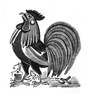 Cockerel: Posada, Spur against Free Knife, Mexico