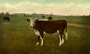 Bovine: Posing Bovine