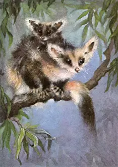 Balanced: Possum and Baby