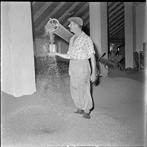 Volatile: Post-harvest line, grain, screw conveyor