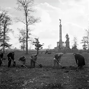 Afforestation: Post-war era - Berlin Tiergarten 1950