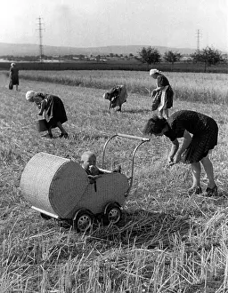 Pickings: Post-war era - pickings on the fields
