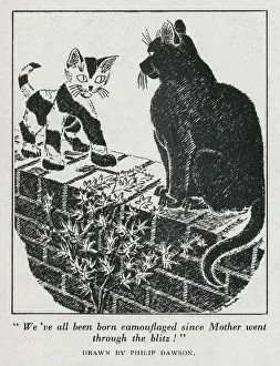 Camouflages: Post-WW2 Camouflaged Cat cartoon