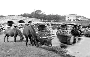Postbridge: Postbridge, Ponies at the Clapper Bridge c1960