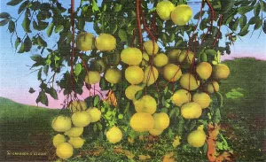 Grapefruit: Postcard booklet, grapefruit cluster, Texas, USA