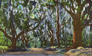 Dixie: Postcard booklet, oak trees draped with moss, USA