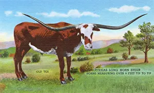 Steer: Postcard booklet, Old Tex, Long Horn Steer, Texas, USA