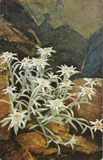 Photochromic: Postcard Edelweiss
