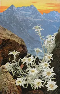 Photochromic: Postcard Edelweiss