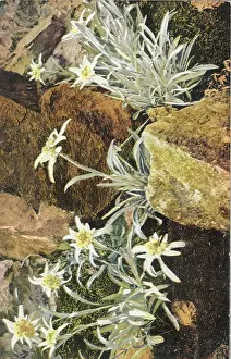 Photochromic: Postcard Edelweiss