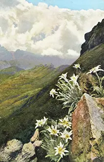 Photochromic: Postcard Edelweiss
