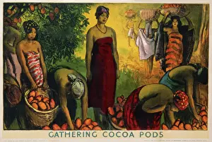 Pods: Poster depicting cocoa pod gathering