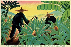 Pineapple: Poster depicting Malayan pineapples