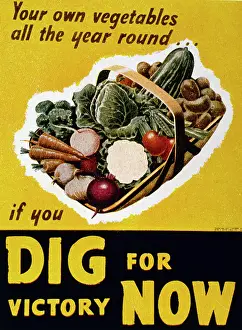 Cabbage: Poster design, Dig For Victory Now