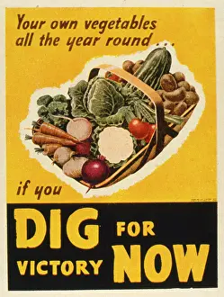 Cabbage: Poster design, Dig For Victory Now