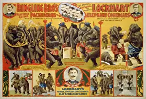 Ringling: Poster for Ringling Bro's circus featuring ?