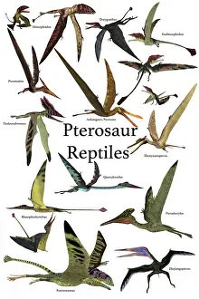 Pteranodon: Poster of various flying pterosaur reptiles during