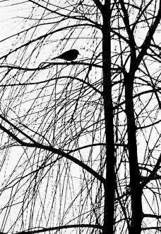 Outcast: POSTERIZATION OF BIRD PERCHED ON BRANCH OF TREE
