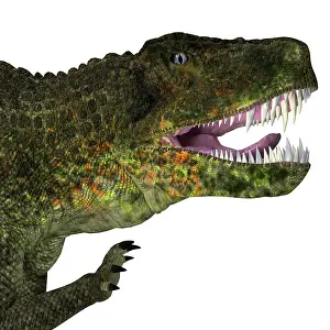 Crocodile: Postosuchus reptile head