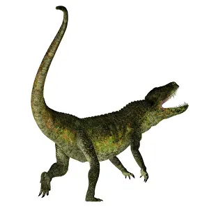 Crocodile: Postosuchus reptile, white background