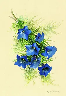 Posy of gentians