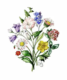 Buttercup: Posy of wild flowers
