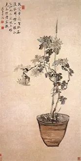 Chrysanthemum: A Pot of Chrysanthemums