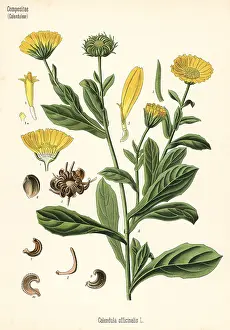 Calendula: Pot marigold, Calendula officinalis