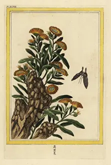 Souci: Pot marigold, Calendula officinalis
