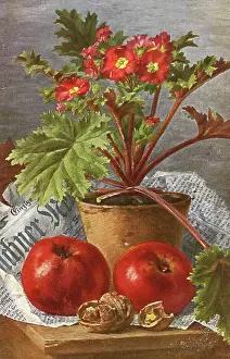 Assemblage: A pot of Primula flowers and apples