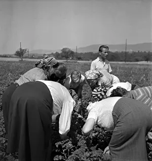 Eradicate: Potato beetle