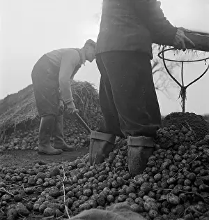 Fens: Potato Farming