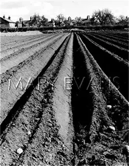 Furrows: POTATO FURROWS