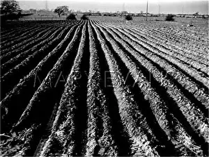 Furrows: POTATO FURROWS
