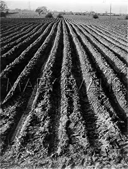 Furrows: POTATO FURROWS
