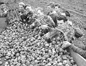 Mevald: Potato harvest - volunteers