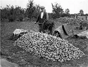 Clamp: POTATO MOUNTAIN