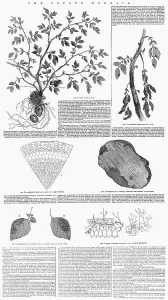 Blight: Potato murrain article