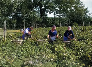 Thecolourisedpic: POTATO PICKERS 1930S