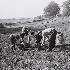 Chevis: Potato picking