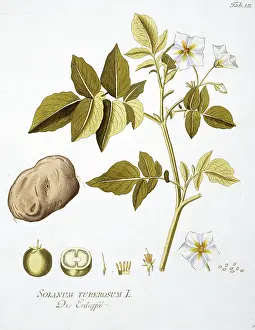 Solanales: Potato, Solanum tuberosum