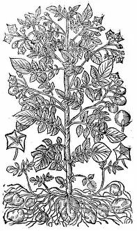 1640: The Potato (Solanum tuberosum) Native to South