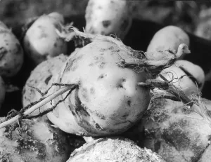 Twitch: POTATO TWITCH