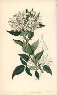 Solanum: Potato vine or jasmine-leaved bittersweet