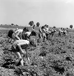 Saroch: Potatoe harvest - pickers